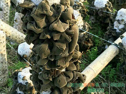 黑木耳大田露天栽培