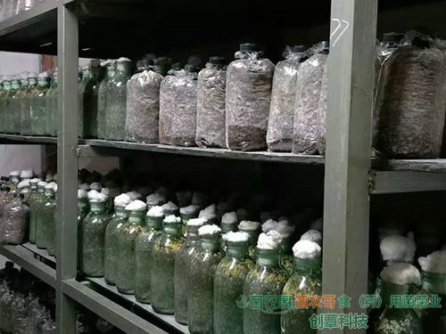 白背木耳椴木傳統(tǒng)栽培