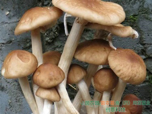 茶樹(shù)菇袋栽