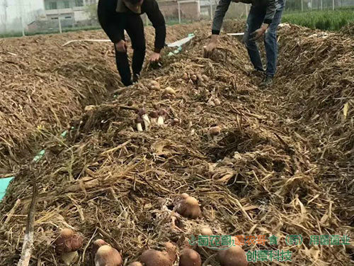 赤松茸栽培 赤松茸栽培