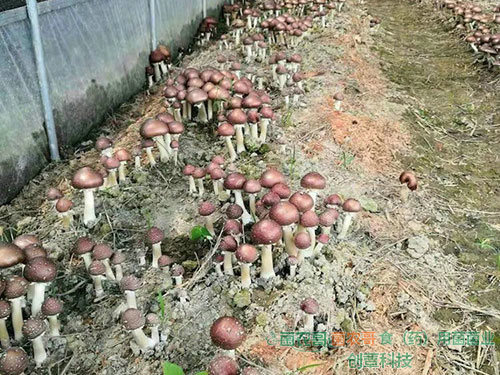 赤松茸栽培 赤松茸栽培