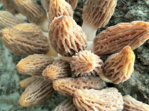 湖南創(chuàng)蕈農(nóng)業(yè)科技有限公司,懷化食用菌種植銷售,懷化羊肚菌種植銷售,懷化赤松茸種植銷售 湖南創(chuàng)蕈農(nóng)業(yè)科技有限公司,懷化食用菌種植銷售,懷化羊肚菌種植銷售,懷化赤松茸種植銷售