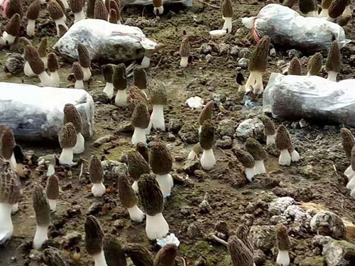 湖南創(chuàng)蕈農(nóng)業(yè)科技有限公司,懷化食用菌種植銷售,懷化羊肚菌種植銷售,懷化赤松茸種植銷售 湖南創(chuàng)蕈農(nóng)業(yè)科技有限公司,懷化食用菌種植銷售,懷化羊肚菌種植銷售,懷化赤松茸種植銷售