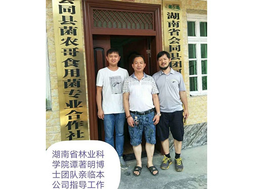 湖南創(chuàng)蕈農(nóng)業(yè)科技有限公司,懷化食用菌種植銷售,懷化羊肚菌種植銷售,懷化赤松茸種植銷售 湖南創(chuàng)蕈農(nóng)業(yè)科技有限公司,懷化食用菌種植銷售,懷化羊肚菌種植銷售,懷化赤松茸種植銷售