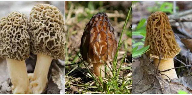 湖南創(chuàng)蕈農(nóng)業(yè)科技有限公司,懷化食用菌種植銷售,懷化羊肚菌種植銷售,懷化赤松茸種植銷售 湖南創(chuàng)蕈農(nóng)業(yè)科技有限公司,懷化食用菌種植銷售,懷化羊肚菌種植銷售,懷化赤松茸種植銷售