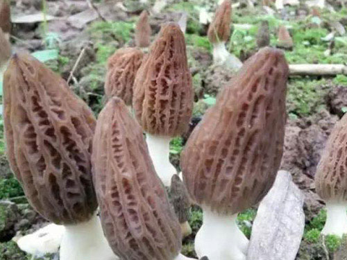 湖南創(chuàng)蕈農(nóng)業(yè)科技有限公司,懷化食用菌種植銷售,懷化羊肚菌種植銷售,懷化赤松茸種植銷售 湖南創(chuàng)蕈農(nóng)業(yè)科技有限公司,懷化食用菌種植銷售,懷化羊肚菌種植銷售,懷化赤松茸種植銷售