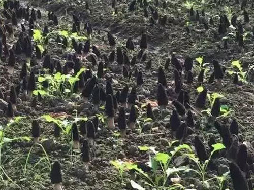 湖南創(chuàng)蕈農(nóng)業(yè)科技有限公司,懷化食用菌種植銷售,懷化羊肚菌種植銷售,懷化赤松茸種植銷售 湖南創(chuàng)蕈農(nóng)業(yè)科技有限公司,懷化食用菌種植銷售,懷化羊肚菌種植銷售,懷化赤松茸種植銷售