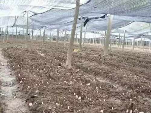 湖南創(chuàng)蕈農(nóng)業(yè)科技有限公司,懷化食用菌種植銷售,懷化羊肚菌種植銷售,懷化赤松茸種植銷售 湖南創(chuàng)蕈農(nóng)業(yè)科技有限公司,懷化食用菌種植銷售,懷化羊肚菌種植銷售,懷化赤松茸種植銷售