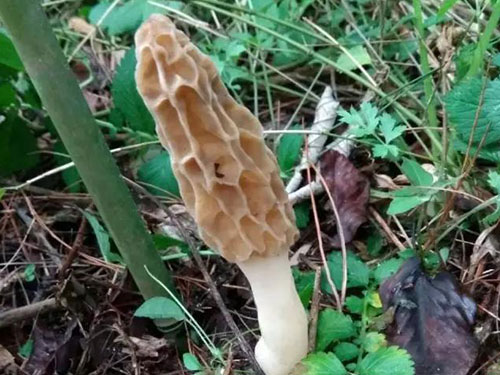 湖南創(chuàng)蕈農(nóng)業(yè)科技有限公司,懷化食用菌種植銷售,懷化羊肚菌種植銷售,懷化赤松茸種植銷售 湖南創(chuàng)蕈農(nóng)業(yè)科技有限公司,懷化食用菌種植銷售,懷化羊肚菌種植銷售,懷化赤松茸種植銷售