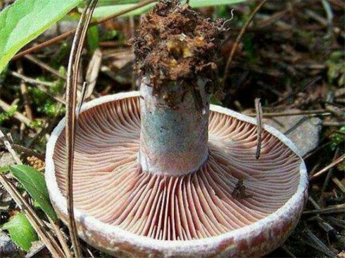 湖南創(chuàng)蕈農(nóng)業(yè)科技有限公司,懷化食用菌種植銷售,懷化羊肚菌種植銷售,懷化赤松茸種植銷售 湖南創(chuàng)蕈農(nóng)業(yè)科技有限公司,懷化食用菌種植銷售,懷化羊肚菌種植銷售,懷化赤松茸種植銷售