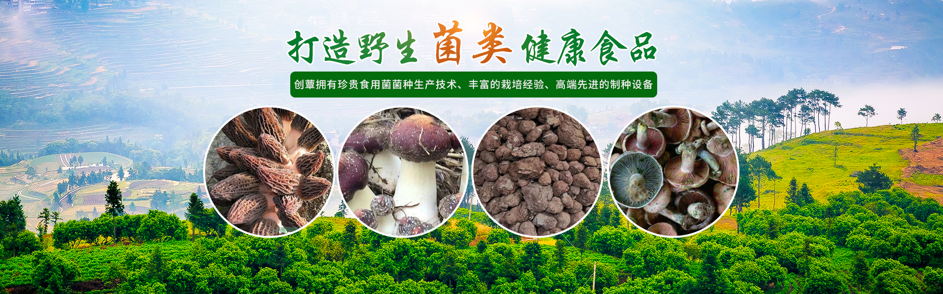 湖南創(chuàng)蕈農(nóng)業(yè)科技有限公司_懷化食用菌種植銷(xiāo)售|懷化羊肚菌種植銷(xiāo)售|懷化赤松茸種植銷(xiāo)售